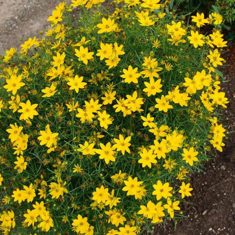 Plantes Vivaces COREOPSIS verticillata 'Zagreb' - Coréopsis verticillé en vente - Pépinière Lepage .