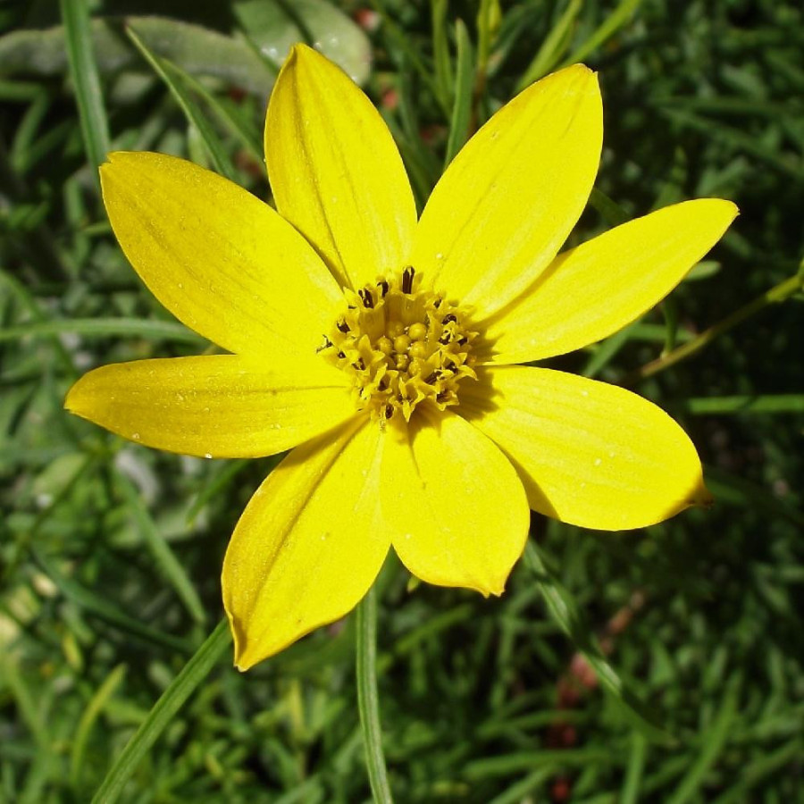 Plantes Vivaces COREOPSIS verticillata 'Zagreb' - Coréopsis verticillé en vente - Pépinière Lepage .