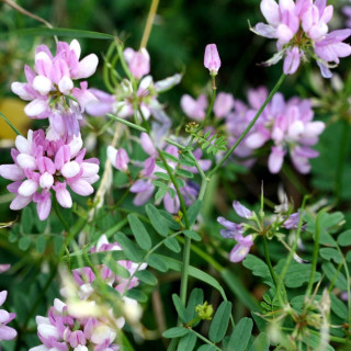 CORONILLA varia