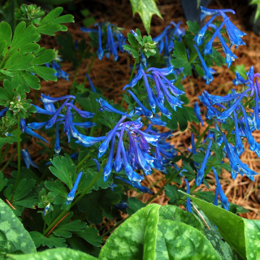 Plantes Vivaces CORYDALIS elata en vente - Pépinière Lepage .