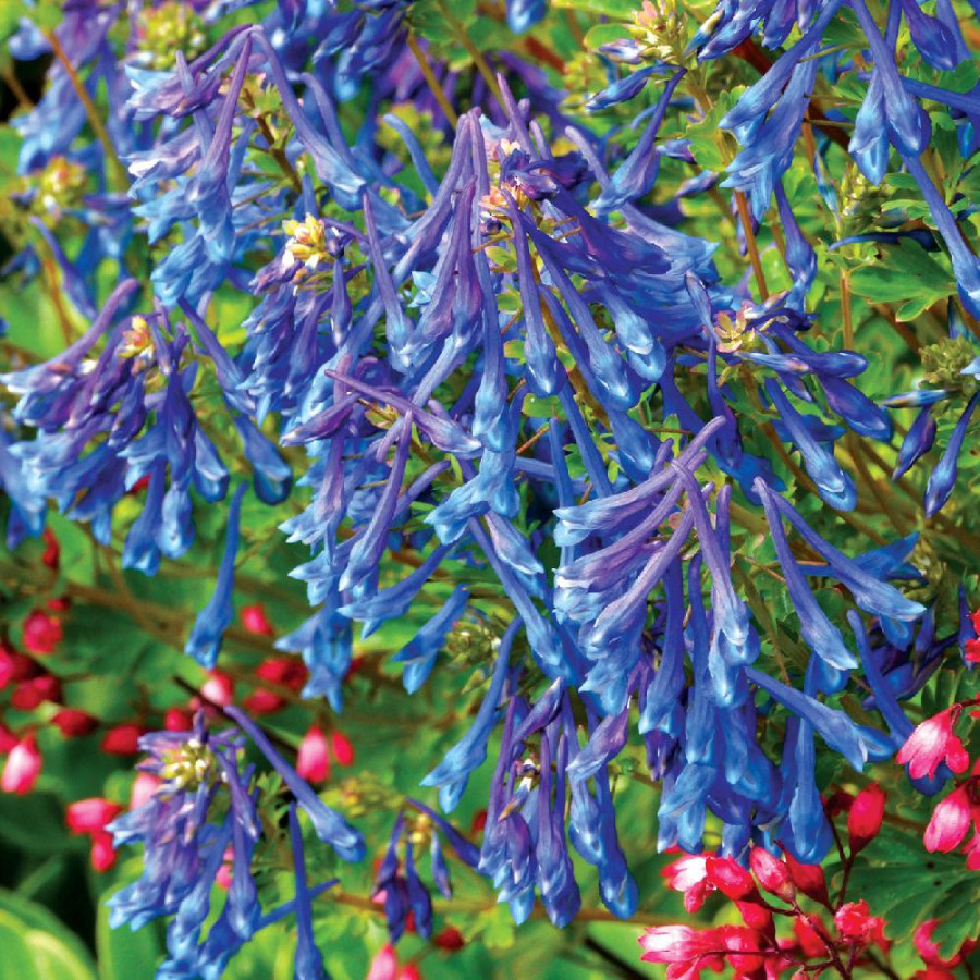 Plantes Vivaces CORYDALIS elata en vente - Pépinière Lepage .
