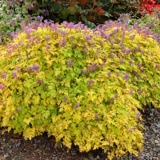 plantes-vivaces-corydalis-shimienensis-berry-exciting-en-vente-pepiniere-lepage-