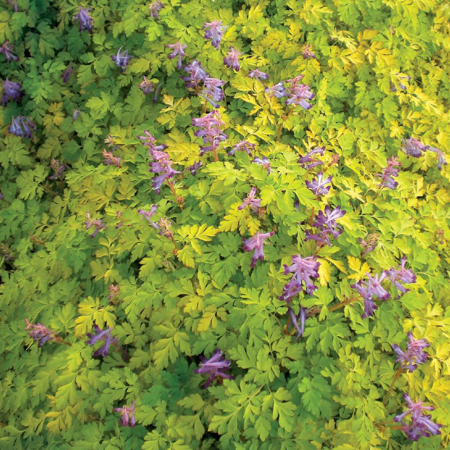 Plantes Vivaces CORYDALIS shimienensis 'Berry Exciting' en vente - Pépinière Lepage .