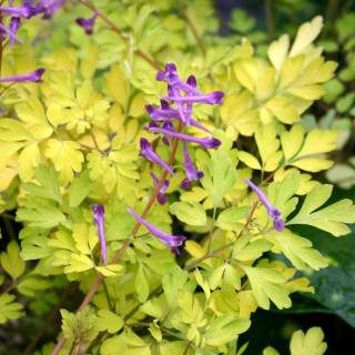 Plantes Vivaces CORYDALIS shimienensis 'Berry Exciting' en vente - Pépinière Lepage .