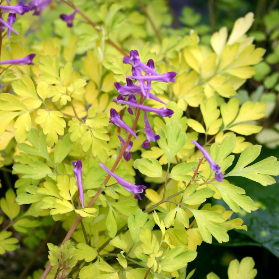 Plantes Vivaces CORYDALIS shimienensis 'Berry Exciting' en vente - Pépinière Lepage .