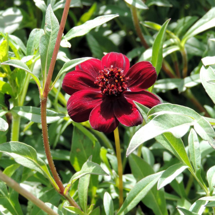 Plantes Vivaces COSMOS atrosanguineus - Cosmos chocolat en vente - Pépinière Lepage .
