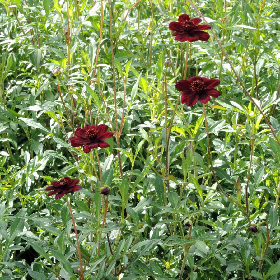 Plantes Vivaces COSMOS atrosanguineus - Cosmos chocolat en vente - Pépinière Lepage .
