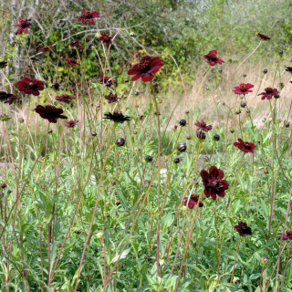 Plantes Vivaces COSMOS atrosanguineus - Cosmos chocolat en vente - Pépinière Lepage .