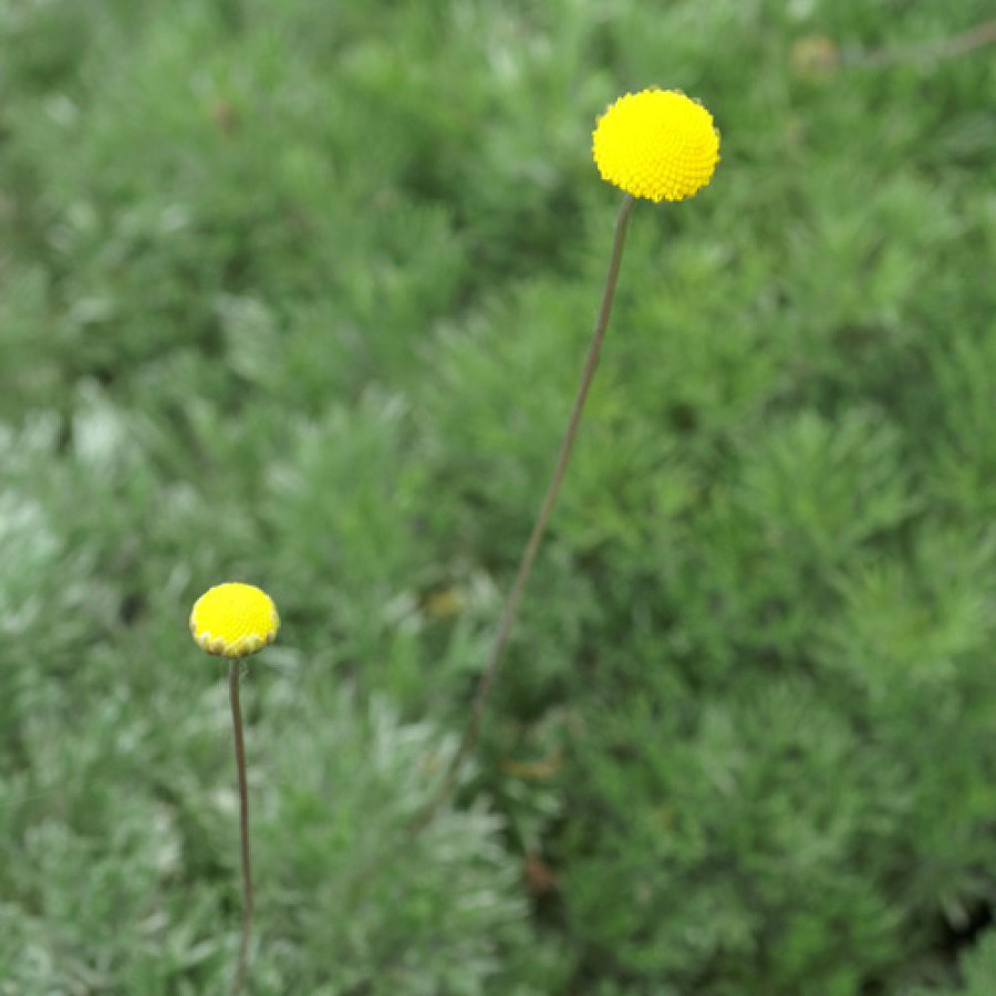 Plantes Vivaces COTULA hispida - Cotule hérissée en vente - Pépinière Lepage .
