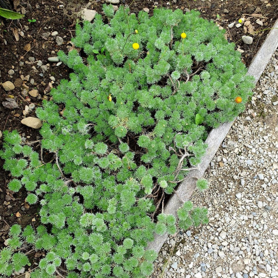 Plantes Vivaces COTULA hispida - Cotule hérissée en vente - Pépinière Lepage .