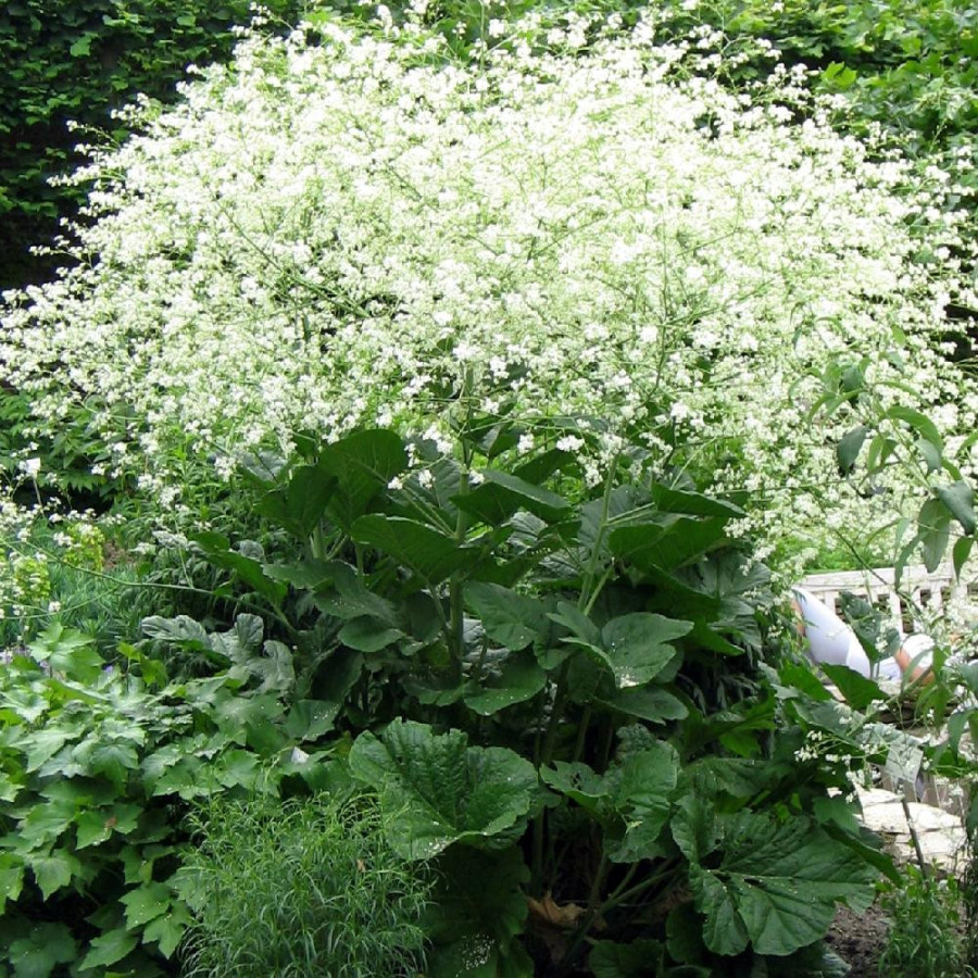 Plantes Vivaces CRAMBE cordifolia - Crambé en vente - Chou nuage blanc en vente - Pépinière Lepage .