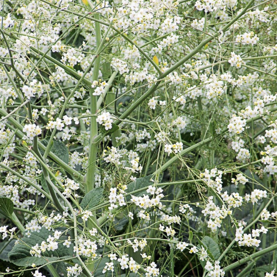 Plantes Vivaces CRAMBE cordifolia - Crambé en vente - Chou nuage blanc en vente - Pépinière Lepage .
