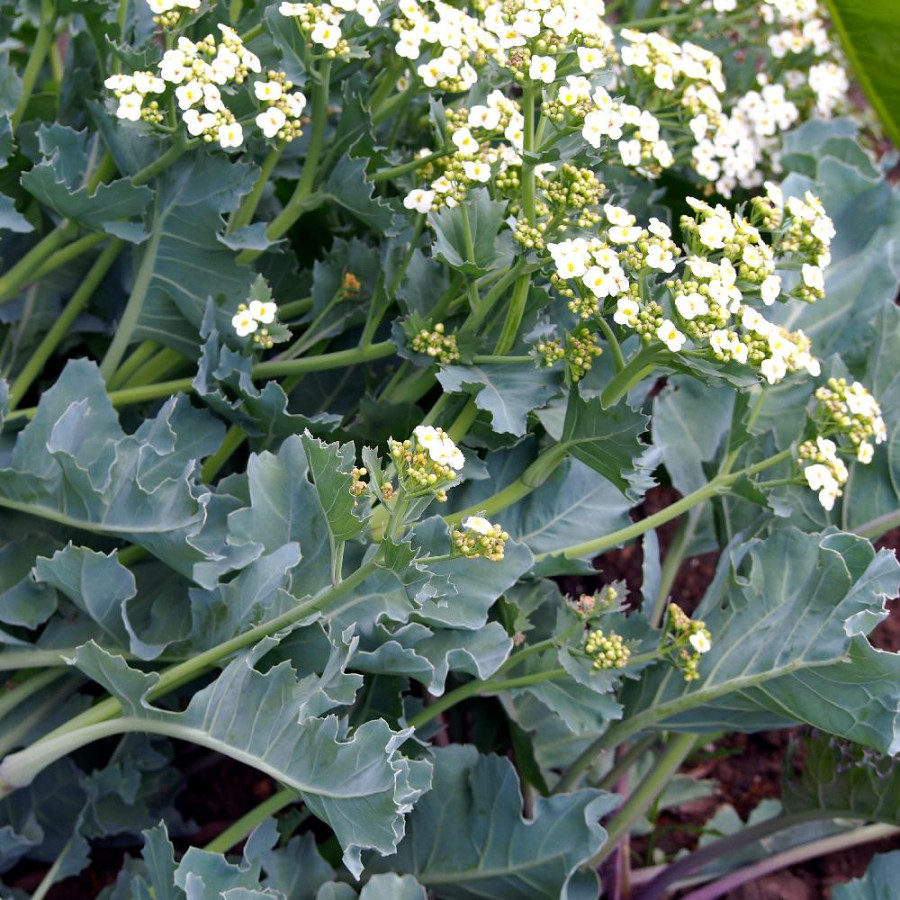 Plantes Vivaces CRAMBE maritima - Chou marin en vente - Pépinière Lepage .