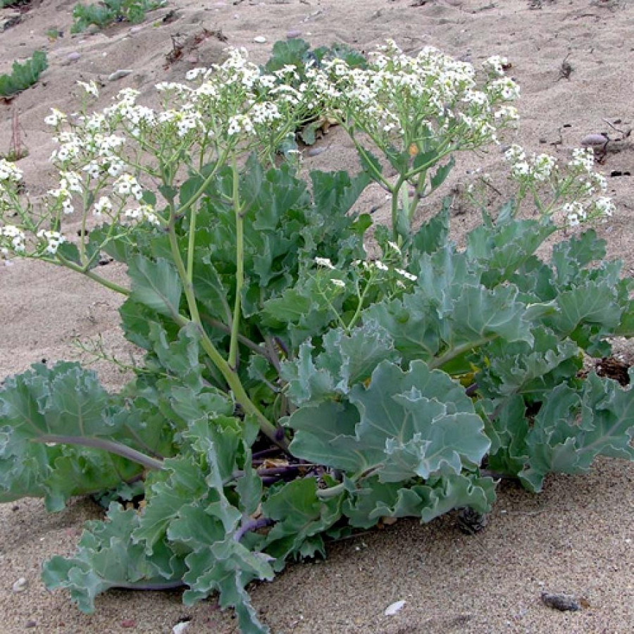 Plantes Vivaces CRAMBE maritima - Chou marin en vente - Pépinière Lepage .