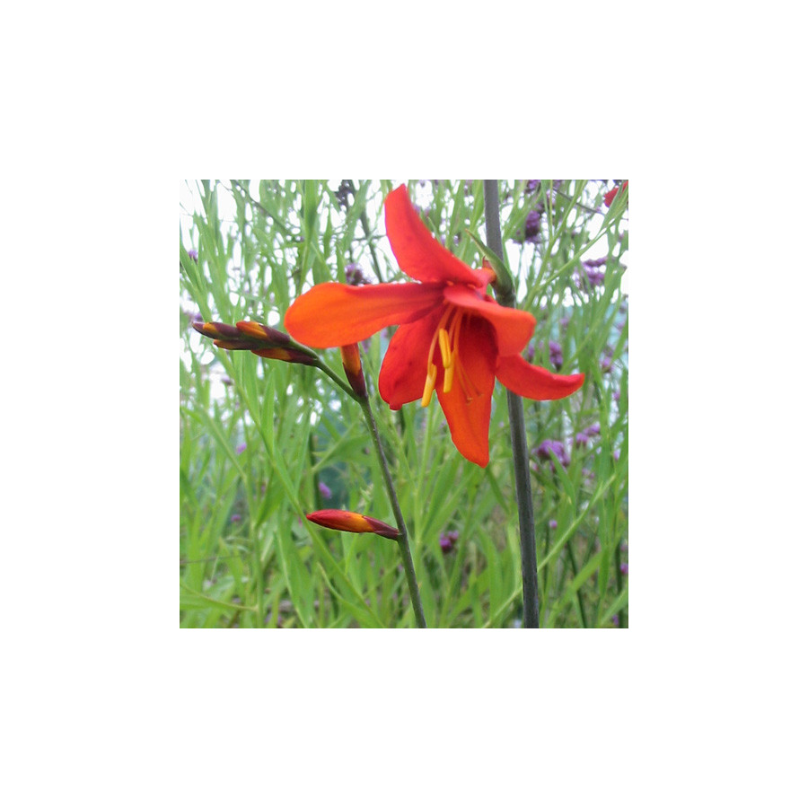 Plantes Vivaces CROCOSMIA 'Babylon' - Montbretia en vente - Pépinière Lepage .