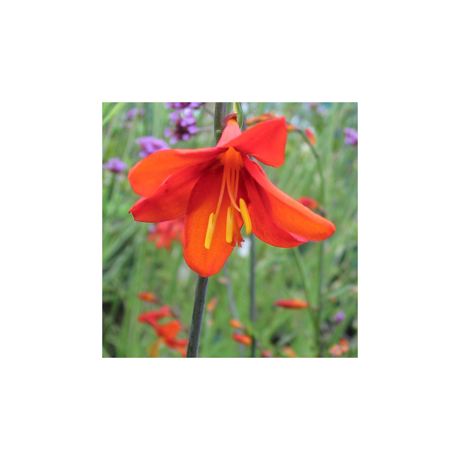 Plantes Vivaces CROCOSMIA 'Babylon' - Montbretia en vente - Pépinière Lepage .