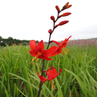 Plantes Vivaces CROCOSMIA 'Babylon' - Montbretia en vente - Pépinière Lepage .