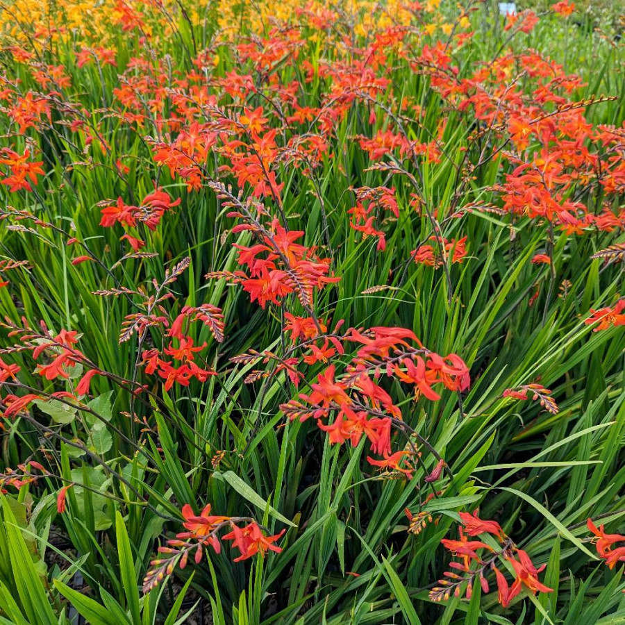 Plantes Vivaces CROCOSMIA 'Clyvia' - Montbretia en vente - Pépinière Lepage .
