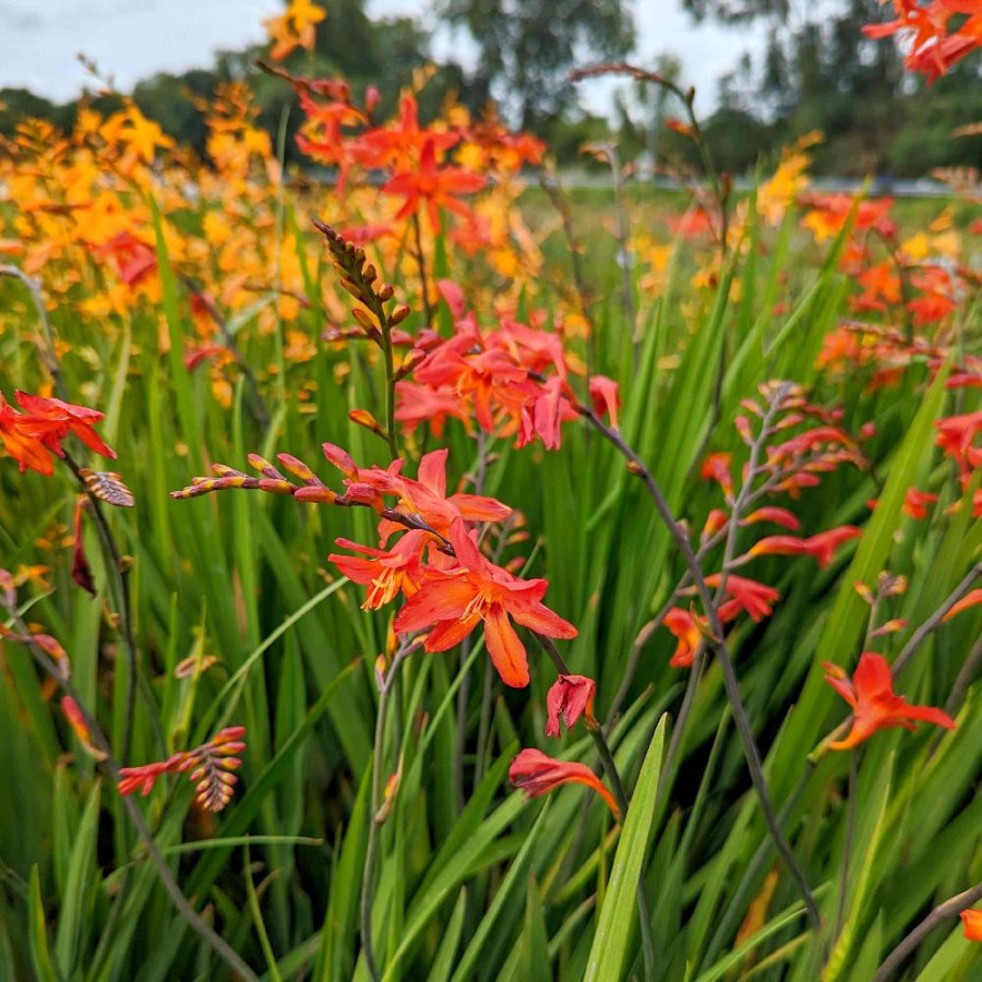 Plantes Vivaces CROCOSMIA 'Clyvia' - Montbretia en vente - Pépinière Lepage .
