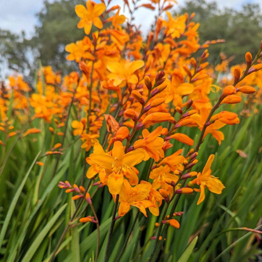 CROCOSMIA 'Columbus'