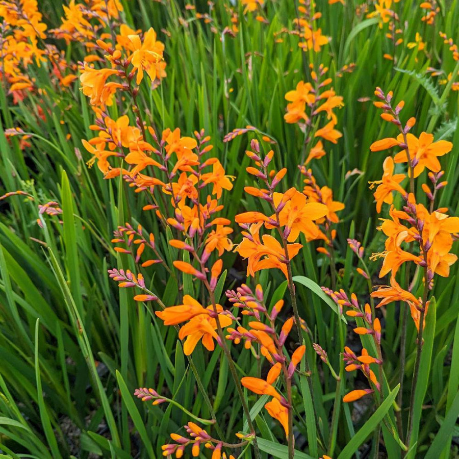 CROCOSMIA 'Columbus'