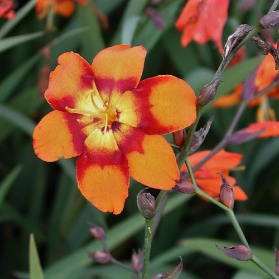 Plantes Vivaces CROCOSMIA 'Emily McKenzie' - Montbretia en vente - Pépinière Lepage .