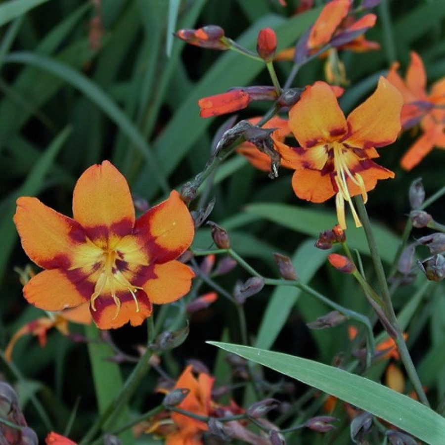 Plantes Vivaces CROCOSMIA 'Emily McKenzie' - Montbretia en vente - Pépinière Lepage .