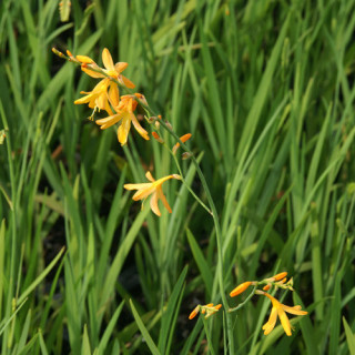 plantes-vivaces-crocosmia-george-davidson-montbretia-en-vente-pepiniere-lepage-
