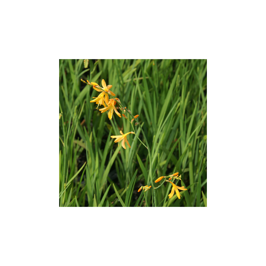 Plantes Vivaces CROCOSMIA 'George Davidson' - Montbretia en vente - Pépinière Lepage .