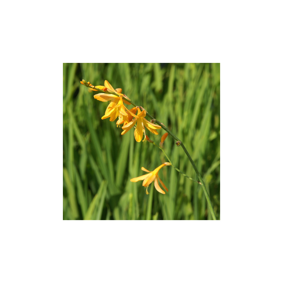 Plantes Vivaces CROCOSMIA 'George Davidson' - Montbretia en vente - Pépinière Lepage .