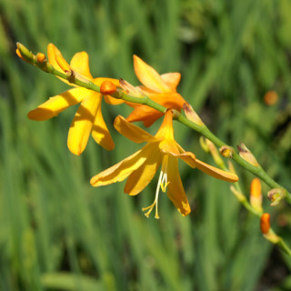 Plantes Vivaces CROCOSMIA 'George Davidson' - Montbretia en vente - Pépinière Lepage .
