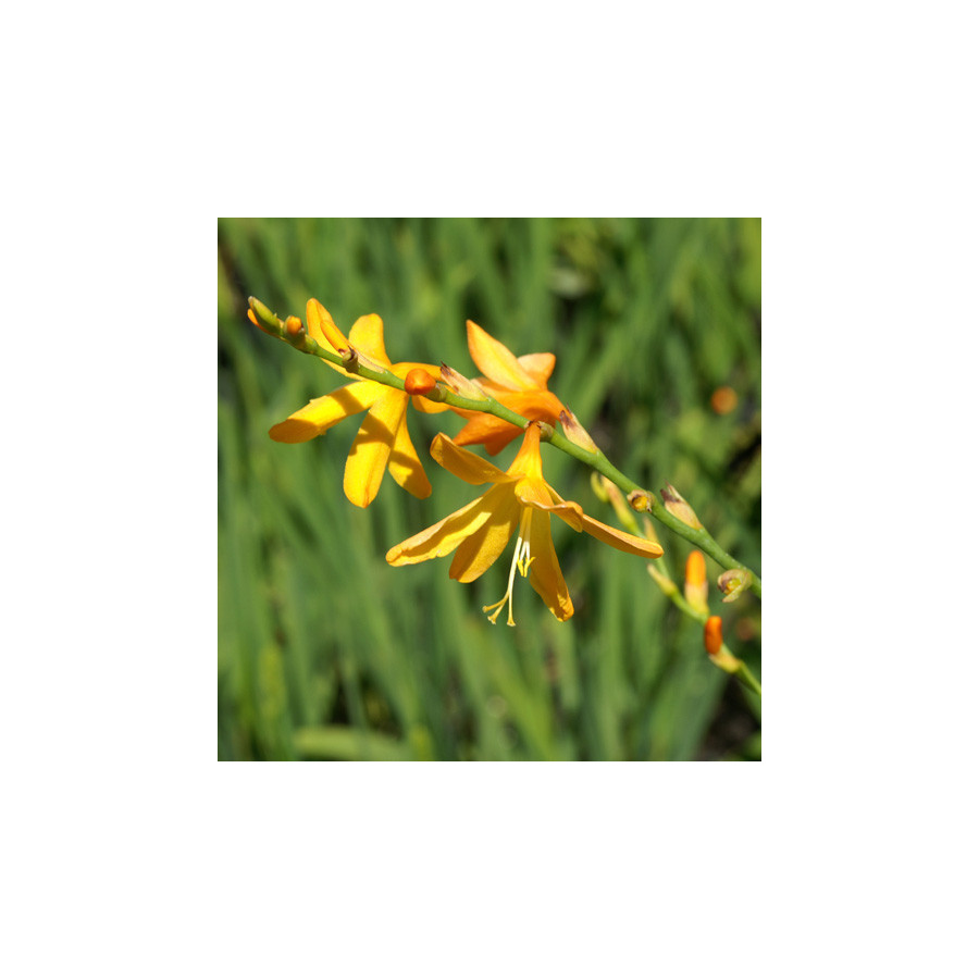 Plantes Vivaces CROCOSMIA 'George Davidson' - Montbretia en vente - Pépinière Lepage .