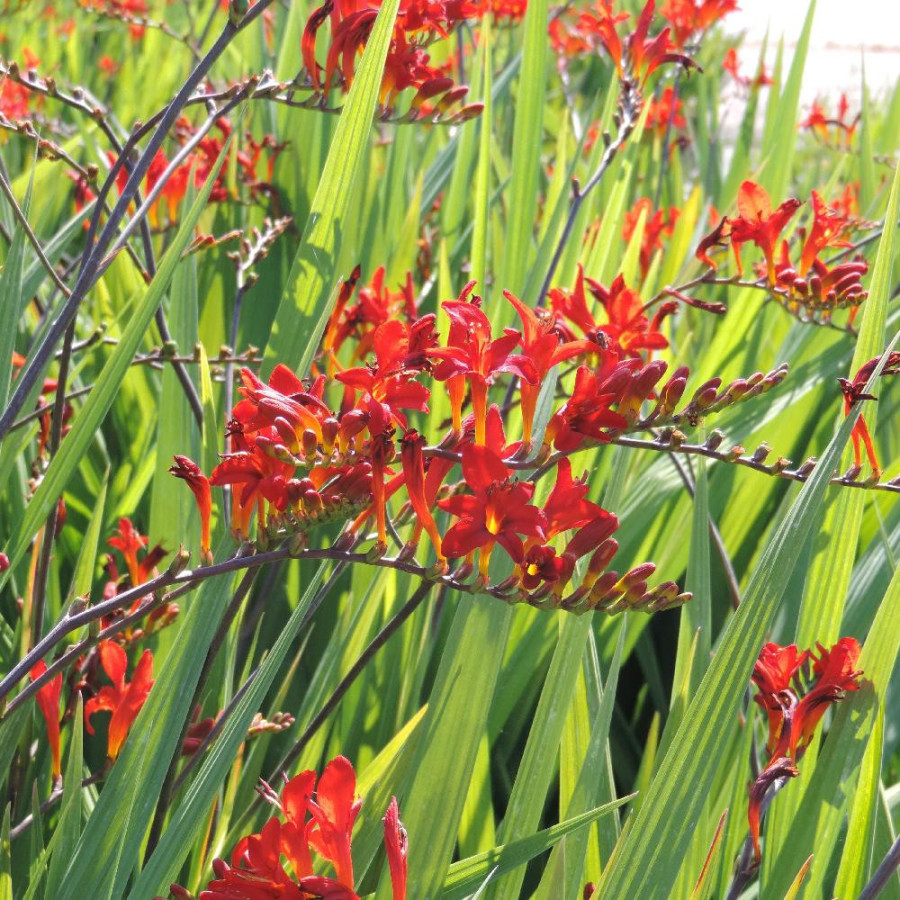 Plantes Vivaces CROCOSMIA 'Lucifer' - Montbretia en vente - Pépinière Lepage .