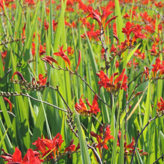 Plantes Vivaces CROCOSMIA 'Lucifer' - Montbretia en vente - Pépinière Lepage .