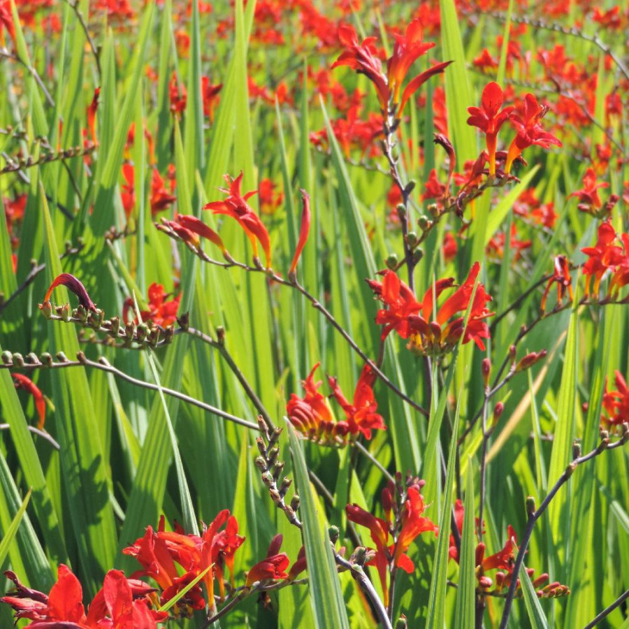 Plantes Vivaces CROCOSMIA 'Lucifer' - Montbretia en vente - Pépinière Lepage .