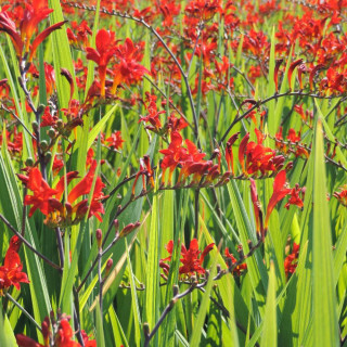Plantes Vivaces CROCOSMIA 'Lucifer' - Montbretia en vente - Pépinière Lepage .