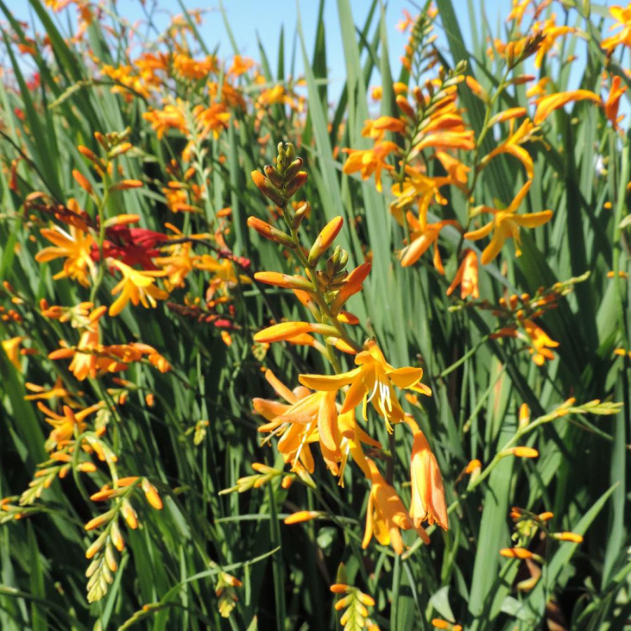 Plantes Vivaces CROCOSMIA 'Voyager' - Montbretia en vente - Pépinière Lepage .