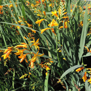Plantes Vivaces CROCOSMIA 'Voyager' - Montbretia en vente - Pépinière Lepage .
