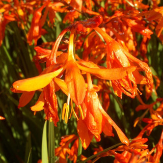 plantes-vivaces-crocosmia-aurea-montbretia-en-vente-pepiniere-lepage-