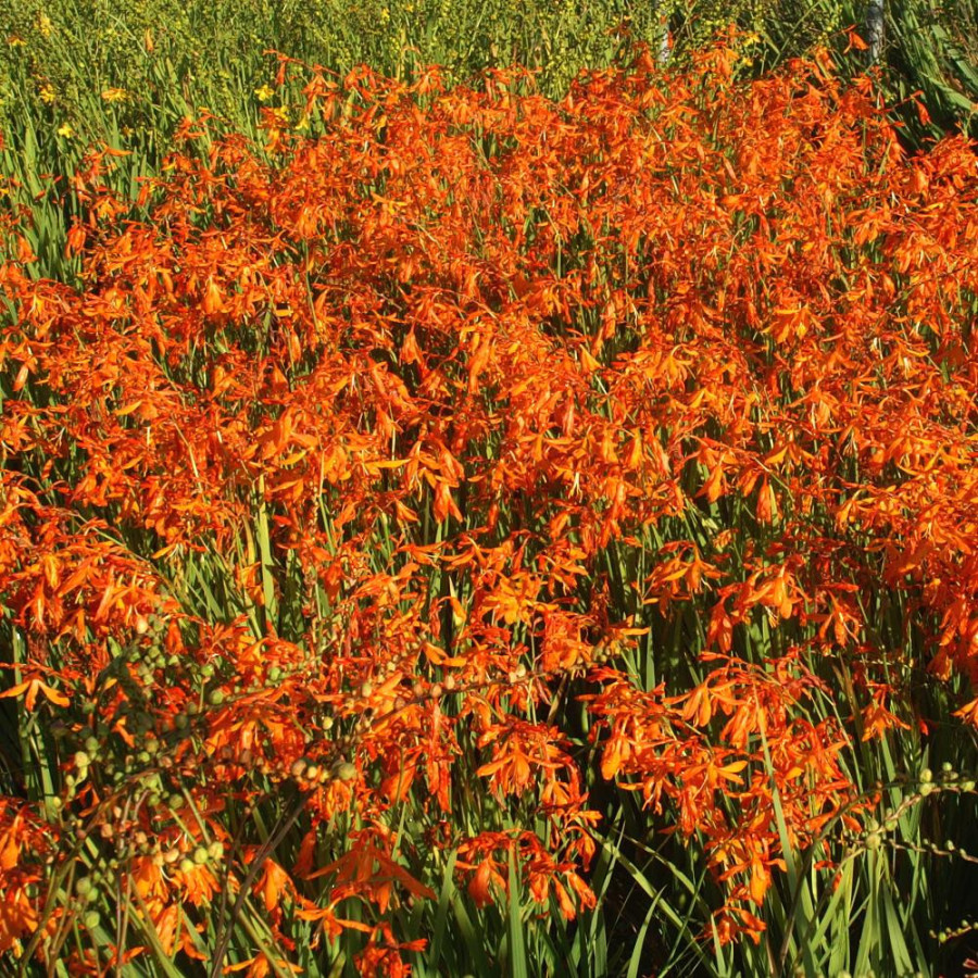 Plantes Vivaces CROCOSMIA aurea - Montbretia en vente - Pépinière Lepage .