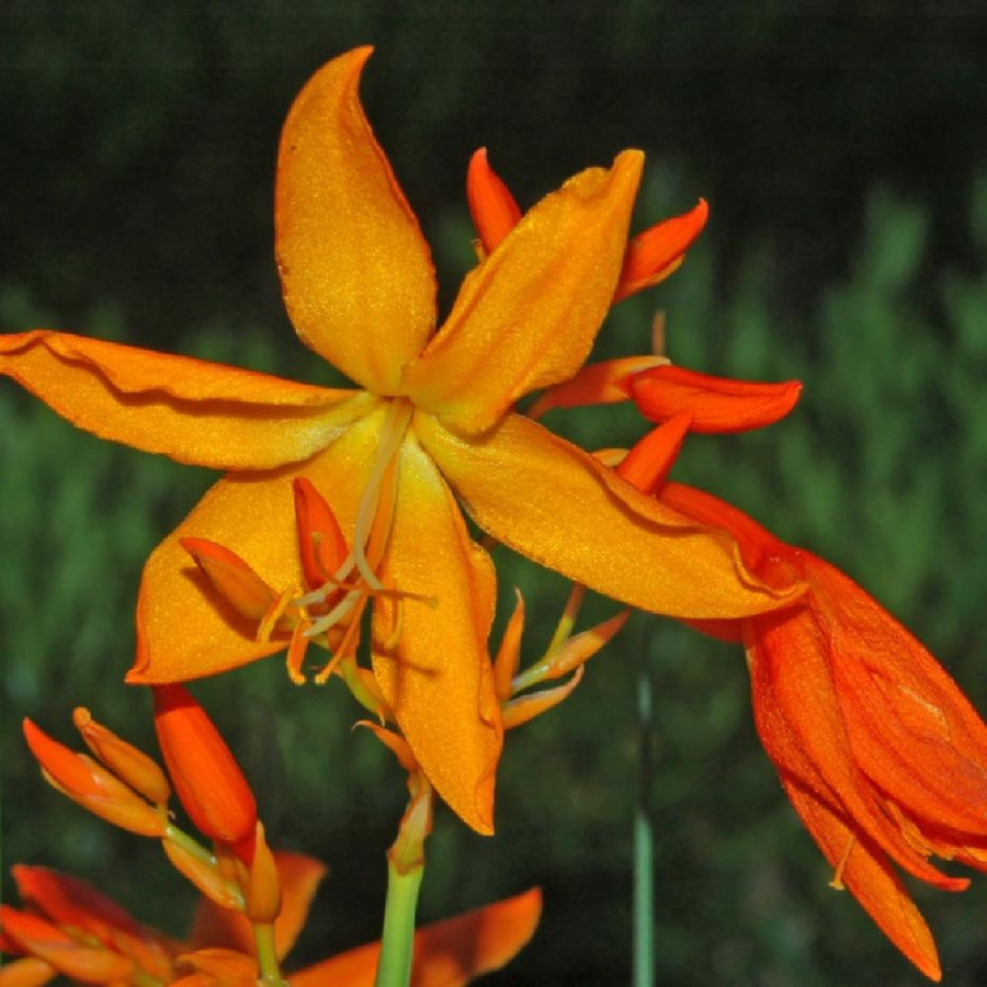 Plantes Vivaces CROCOSMIA aurea - Montbretia en vente - Pépinière Lepage .
