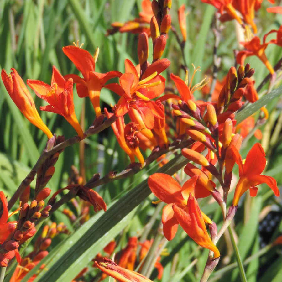 Plantes Vivaces CROCOSMIA masoniorum - Montbretia en vente - Pépinière Lepage .