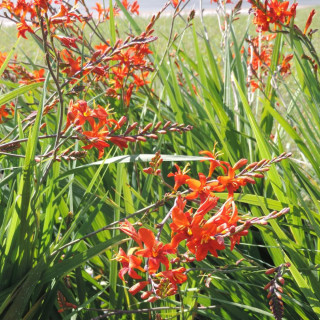 Plantes Vivaces CROCOSMIA masoniorum - Montbretia en vente - Pépinière Lepage .