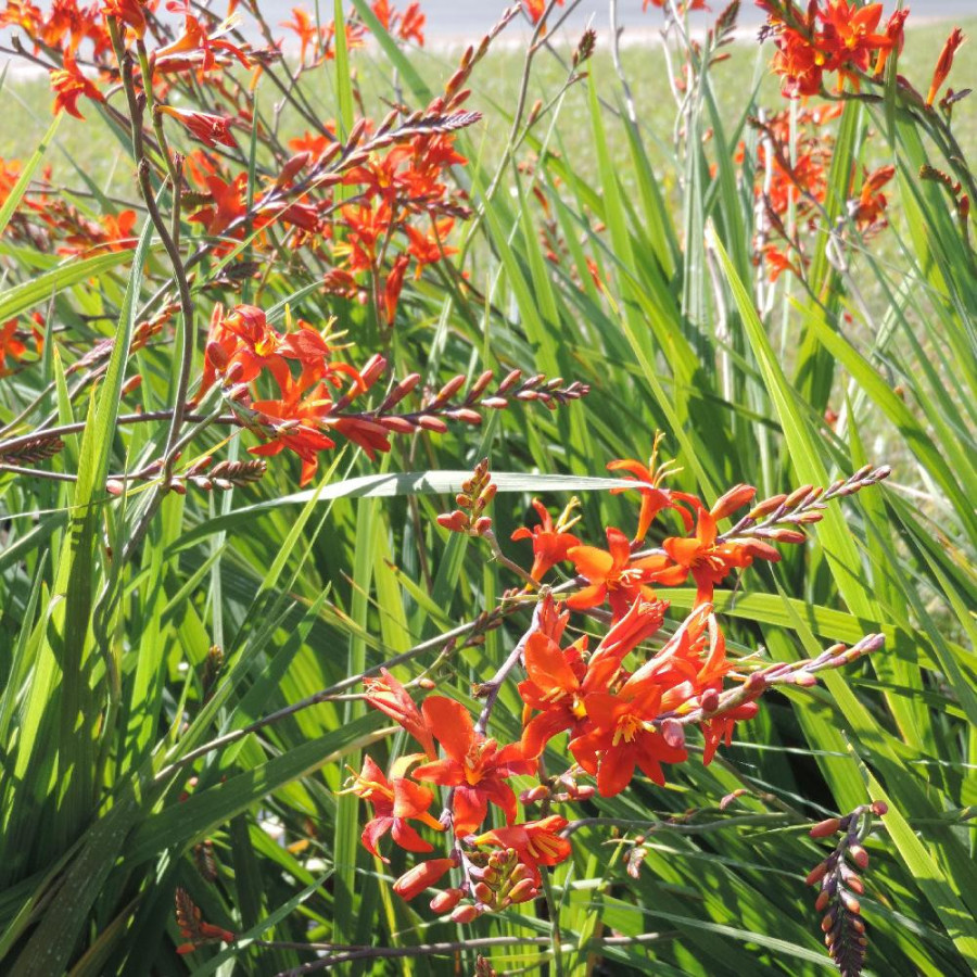 Plantes Vivaces CROCOSMIA masoniorum - Montbretia en vente - Pépinière Lepage .