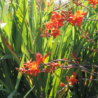 Plantes Vivaces CROCOSMIA masoniorum - Montbretia en vente - Pépinière Lepage .