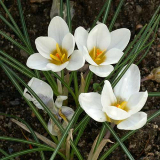 plantes-vivaces-crocus-chrysanthus-crocus-en-vente-pepiniere-lepage-