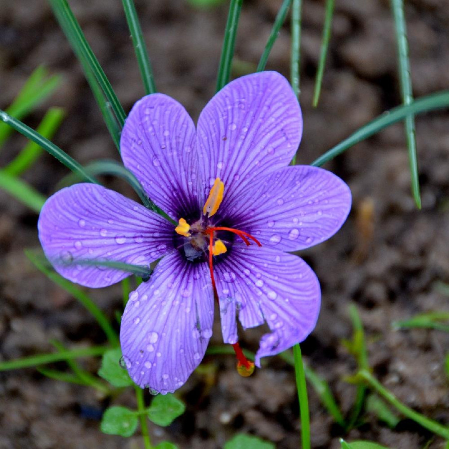 plantes-vivaces-crocus-sativus-safran-en-vente-pepiniere-lepage-
