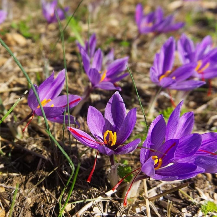 plantes-vivaces-crocus-sativus-safran-en-vente-pepiniere-lepage-