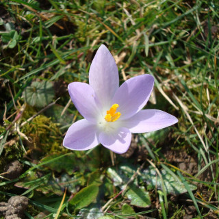 plantes-vivaces-crocus-vernus-crocus-de-naples-en-vente-pepiniere-lepage-