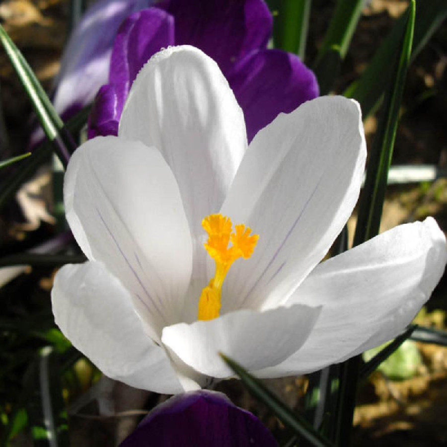 plantes-vivaces-crocus-vernus-jeanne-d-arc-crocus-de-naple-en-vente-crocus-de-printemps-en-vente-pepiniere-lepage-